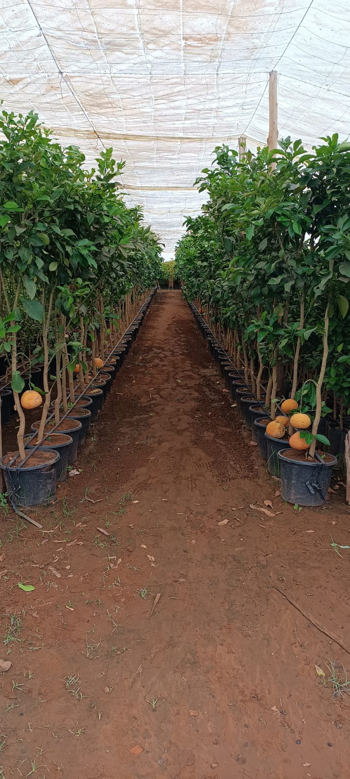 Essais agronomiques terrain Field